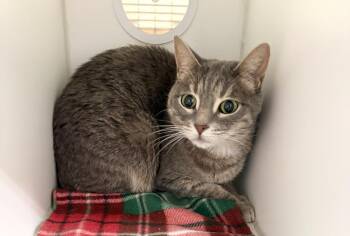 Billie -  Domestic Short Hair Cat for Adoption in Rochester, Indiana - Billie | PetCurious