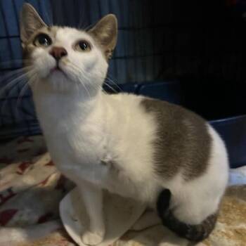 Ben -  Domestic Short Hair Cat for Adoption in Buffalo, Minnesota - Ben | PetCurious