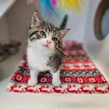 Cooper -  Domestic Short Hair Cat for Adoption in Jasper, Indiana - Cooper | PetCurious