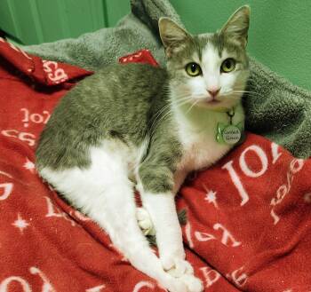 Rescue Domestic Short Hair Cats for Adoption in Aurora, Illinois - Candace | PetCurious