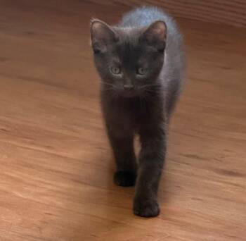 Franki -  Domestic Short Hair Cat for Adoption in Taycheedah, Wisconsin - Franki | PetCurious
