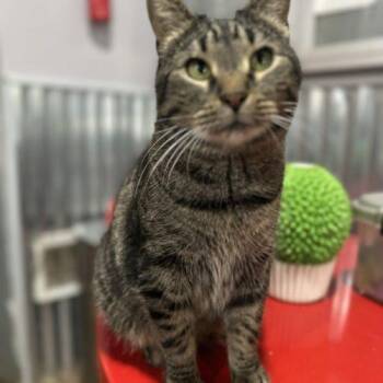 Ginger Rogers -  Domestic Short Hair Cat for Adoption in Tipp City, Ohio - Ginger Rogers | PetCurious