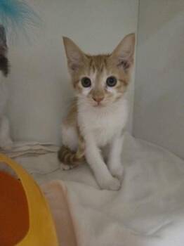 Elmo -  Domestic Short Hair Cat Available for Adoption in Savannah, Georgia - Elmo | PetCurious