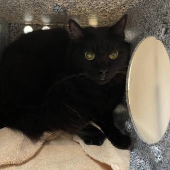 Domestic Medium Hair Cats Available for Adoption - Lucy | PetCurious