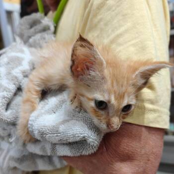 Domestic Short Hair Cats Available for Adoption in New Orleans, Louisiana - Shrimp | PetCurious