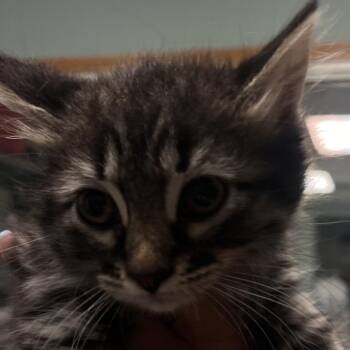 Kelly -  Domestic Medium Hair Cat for Adoption in Lenexa, Kansas - Kelly | PetCurious