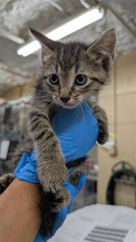 Janelle -  Domestic Short Hair Cat for Adoption in Largo, Florida - Janelle | PetCurious