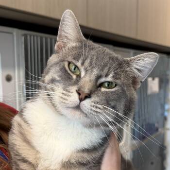Todrick -  Domestic Short Hair Cat for Adoption in Hillsboro, Missouri - Todrick | PetCurious