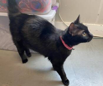 *Camilla* -  Domestic Short Hair Cat for Adoption in Salt Lake City, Utah - *Camilla* | PetCurious