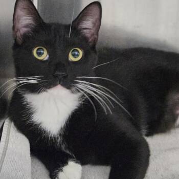 Melody -  Domestic Short Hair Cat for Adoption in Boston, Massachusetts - Melody | PetCurious