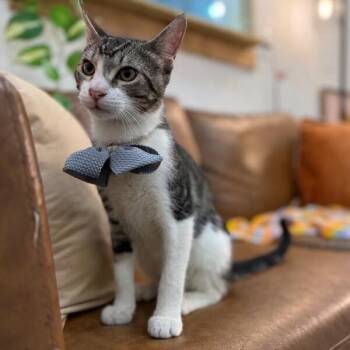 Tabby and Domestic Short Hair Cats Available for Adoption in Friendswood, Texas - Bo Boon | PetCurious