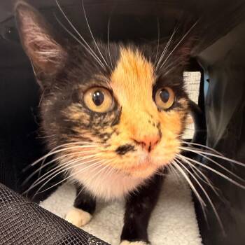 Caramel -  Domestic Short Hair Cat for Adoption in Madisonville, Tennessee - Caramel | PetCurious