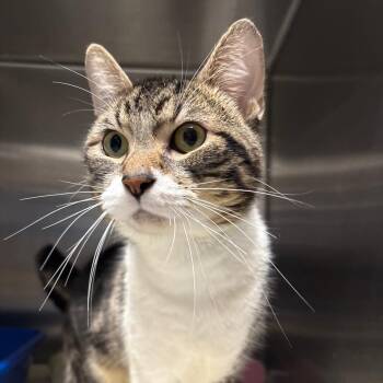 Domestic Short Hair Cats Available for Adoption in Springfield, Illinois - Bandit | PetCurious