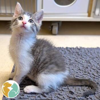 Big Al -  Domestic Short Hair Cat for Adoption in Toledo, Ohio - Big Al | PetCurious