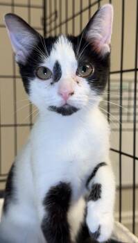 Purple -  Domestic Short Hair Cat for Adoption in Lawrenceville, Georgia - Purple | PetCurious