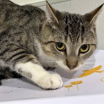 Domestic Short Hair Cats Available for Adoption in Clearwater, Florida - Oliver | PetCurious