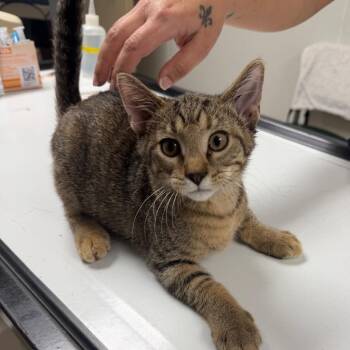 Hannah -  Domestic Short Hair Cat for Adoption in Canton, Illinois - Hannah | PetCurious