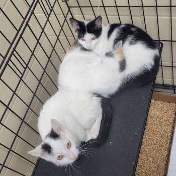One Piece 1 -  Domestic Short Hair Cat for Adoption in Westminster, California - One Piece 1 | PetCurious