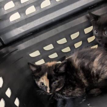Akima -  Domestic Short Hair Cat for Adoption in Lynchburg, Virginia - Akima | PetCurious