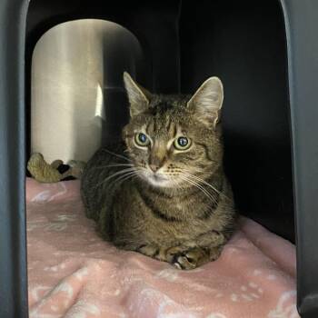 Domestic Short Hair Cats Available for Adoption in Spokane, Washington - Narnia | PetCurious