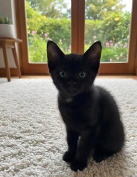 Cyborg -  Domestic Short Hair Cat for Adoption in Town 