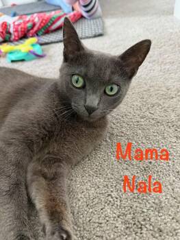 Rescue Domestic Short Hair Cats for Adoption in Beaverton, Oregon - Nala | PetCurious