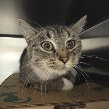 Wisteria -  Domestic Short Hair Cat for Adoption in Brentwood, Missouri - Wisteria | PetCurious