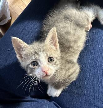 Domestic Short Hair Cats Available for Adoption in Milwaukee, Wisconsin - Hazel | PetCurious