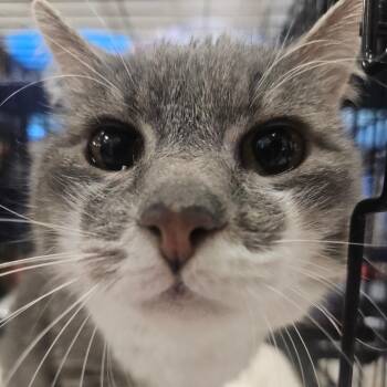 Echo -  Domestic Short Hair Cat for Adoption in Grantsville, Utah - Echo | PetCurious