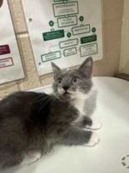 Little Boots -  Domestic Medium Hair Cat for Adoption in Manitowoc, Wisconsin - Little Boots | PetCurious