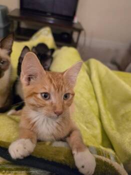 BRIGHT EYES -  Tabby and Domestic Short Hair Cat for Adoption - BRIGHT EYES | PetCurious