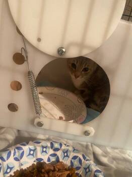 JACKSON -  Domestic Short Hair Cat for Adoption in Cromwell, Kentucky - JACKSON | PetCurious