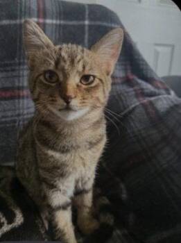 Ruby -  Domestic Short Hair Cat for Adoption in St. Peters, Missouri - Ruby | PetCurious