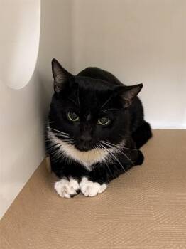 LENNY -  Domestic Short Hair Cat for Adoption in Boston, Massachusetts - LENNY | PetCurious