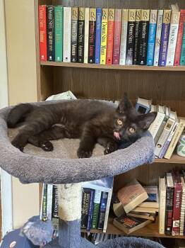 Domestic Short Hair Cats Available for Adoption - Rory | PetCurious