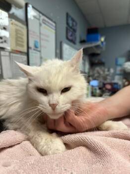Snap -  Domestic Medium Hair Cat for Adoption in Duluth, Minnesota - Snap | PetCurious