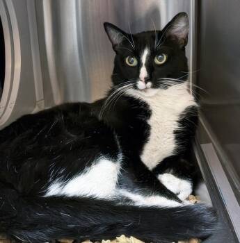 Motor Mouth -  Domestic Short Hair Cat for Adoption in Nashville, Tennessee - Motor Mouth | PetCurious
