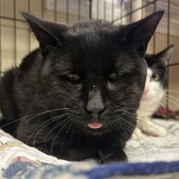 Rescue Domestic Short Hair Cats for Adoption in Pennsville Township, New Jersey - Louis | PetCurious