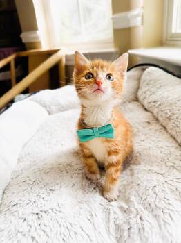 Rescue Domestic Short Hair Cats for Adoption in Mooresville, North Carolina - Lynx | PetCurious