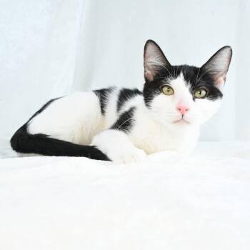 Katiya -  Domestic Short Hair Cat for Adoption in Mobile, Alabama - Katiya | PetCurious