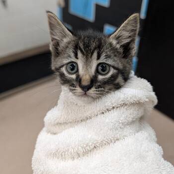 Wasabi -  Domestic Short Hair Cat for Adoption in Ardmore, Oklahoma - Wasabi | PetCurious