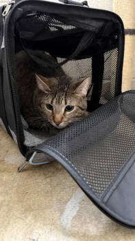 Rescue Domestic Short Hair Cats for Adoption in Ontario, California - Annie | PetCurious