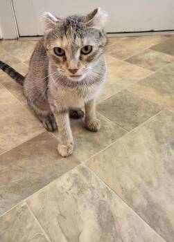 Domestic Short Hair Cats Available for Adoption in Enfield, Connecticut - Coco | PetCurious