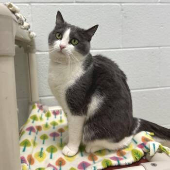 Domestic Short Hair Cats Available for Adoption - Celia (Bonded W/ Spudge) | PetCurious