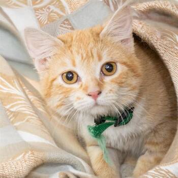 Domestic Short Hair Cats Available for Adoption in St. Louis, Missouri - SARDINE | PetCurious