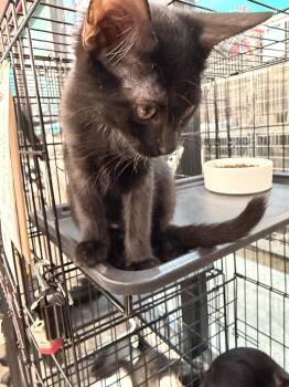 Onyx -  Domestic Short Hair Cat for Adoption in Scranton, Pennsylvania - Onyx | PetCurious