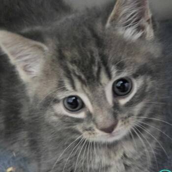 Percy -  Domestic Long Hair Cat for Adoption in Glenfield, New York - Percy | PetCurious