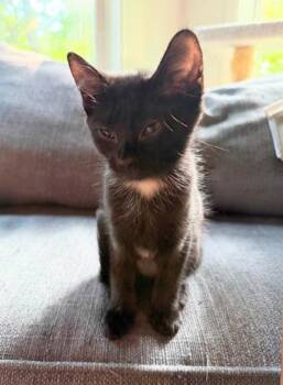 Portia -  Domestic Short Hair Cat for Adoption in Knoxville, Tennessee - Portia | PetCurious