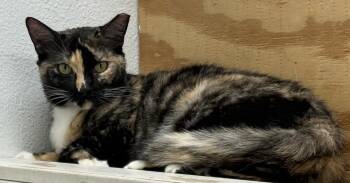 Holiday Meemaw -  Domestic Short Hair Cat for Adoption in Chandler, Arizona - Holiday Meemaw | PetCurious