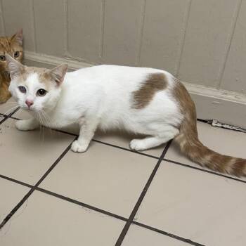 Gizmo -  Domestic Short Hair Cat for Adoption in Tuscaloosa, Alabama - Gizmo | PetCurious